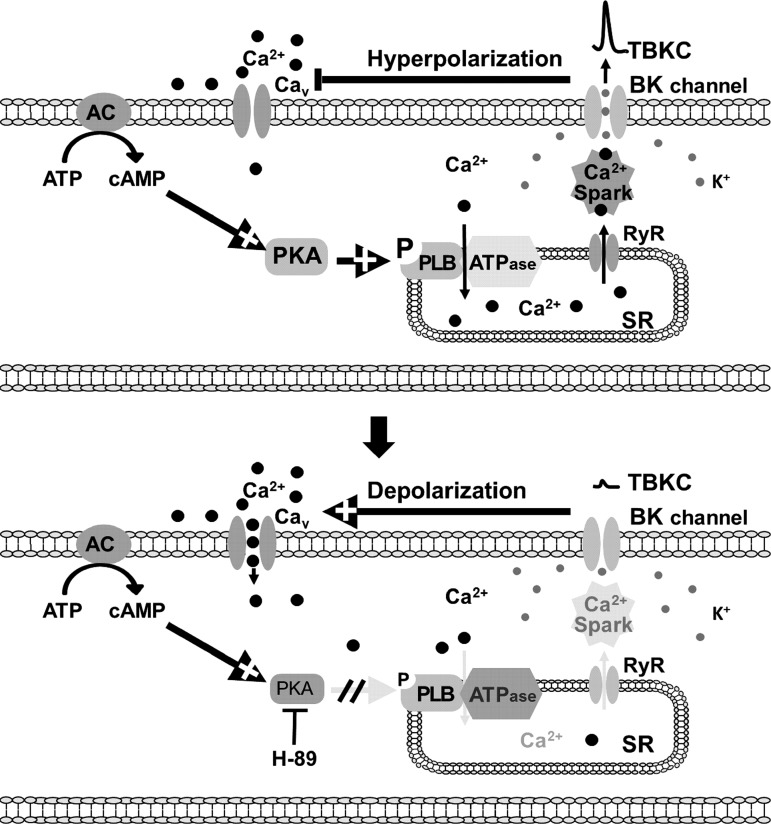 Fig. 8.