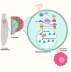 Graphical abstract