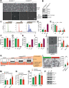 Figure 1—figure supplement 1.