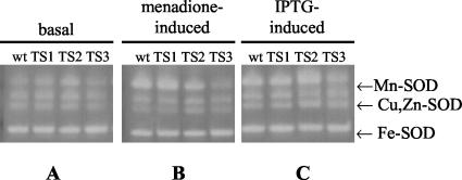 FIG. 4.