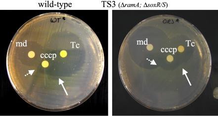 FIG. 3.