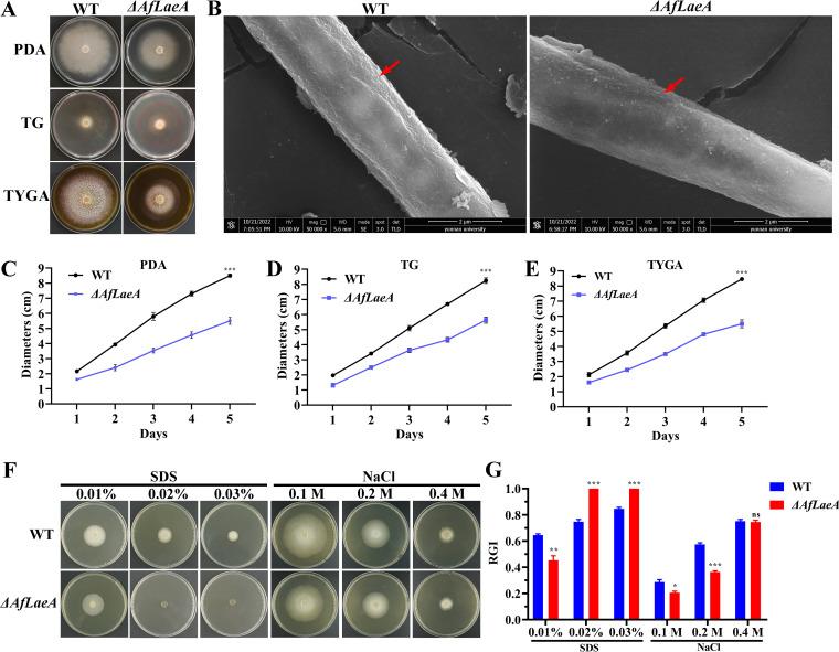 FIG 3