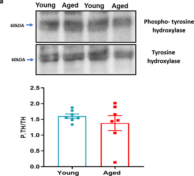 Figure 6—figure supplement 1.