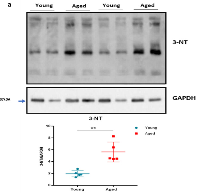 Figure 2—figure supplement 1.