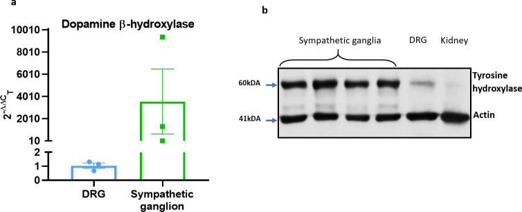 Figure 7—figure supplement 2.