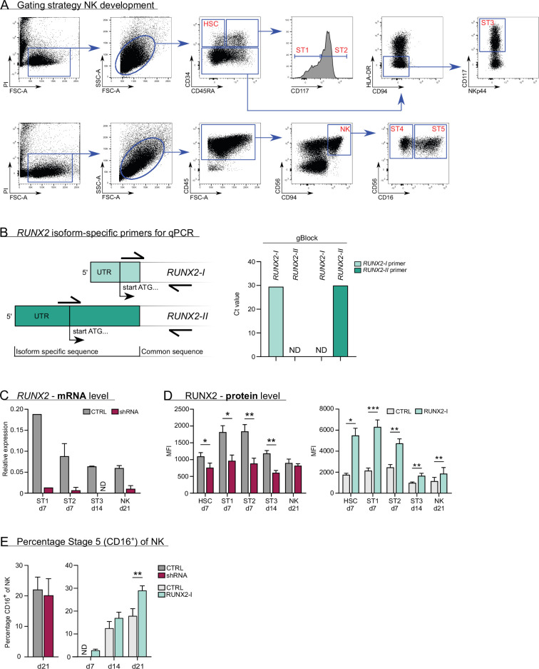 Figure 1—figure supplement 1.