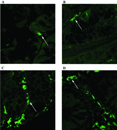 FIG. 1.