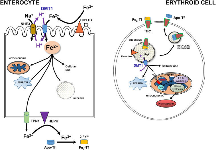 FIGURE 3