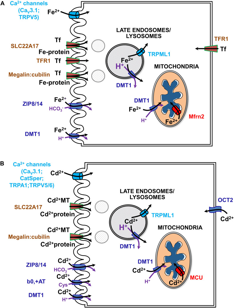 FIGURE 4