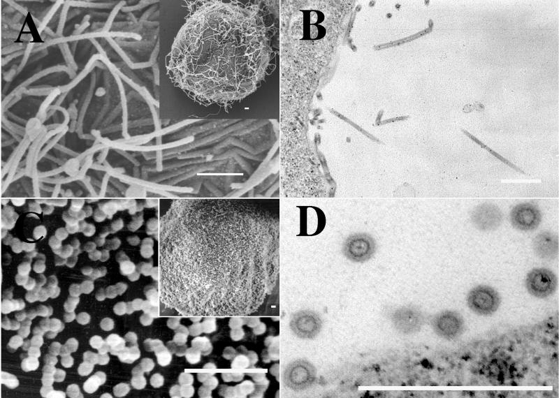 FIG. 5.