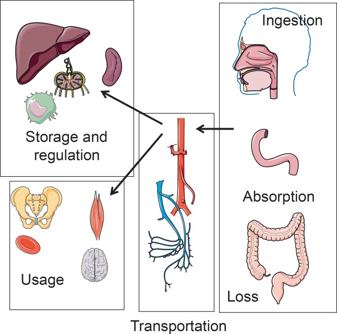 Fig. 2