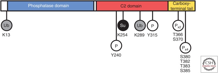 The Impact of Genetic Variants on PTEN Molecular Functions and Cellular ...