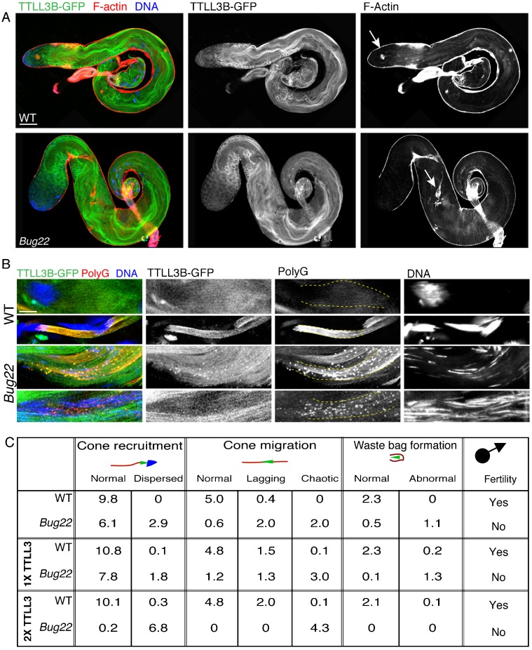 Fig. 6.