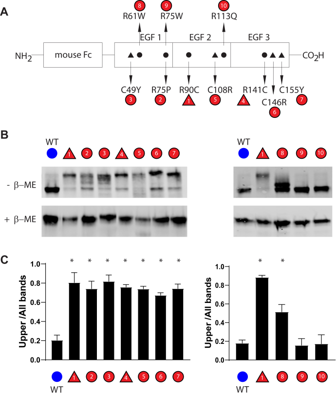 Figure 1