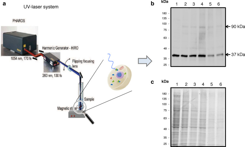 Fig. 1