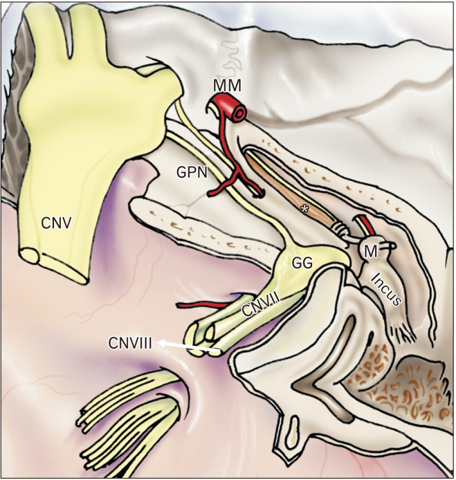 The function of the tensor tympani muscle: a comprehensive review of ...