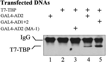 Fig 5.