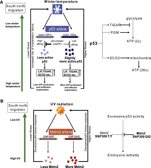 Figure 4