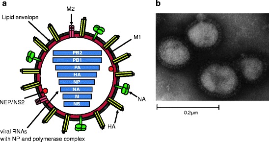 Fig.1