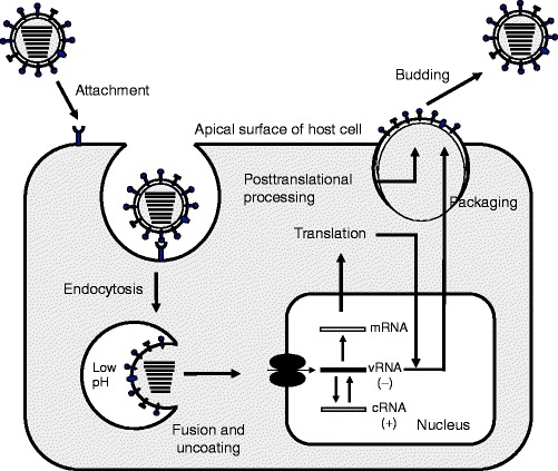 Fig.3