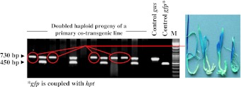 Fig. 5