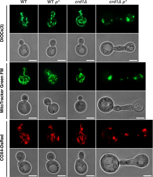 FIGURE 5.