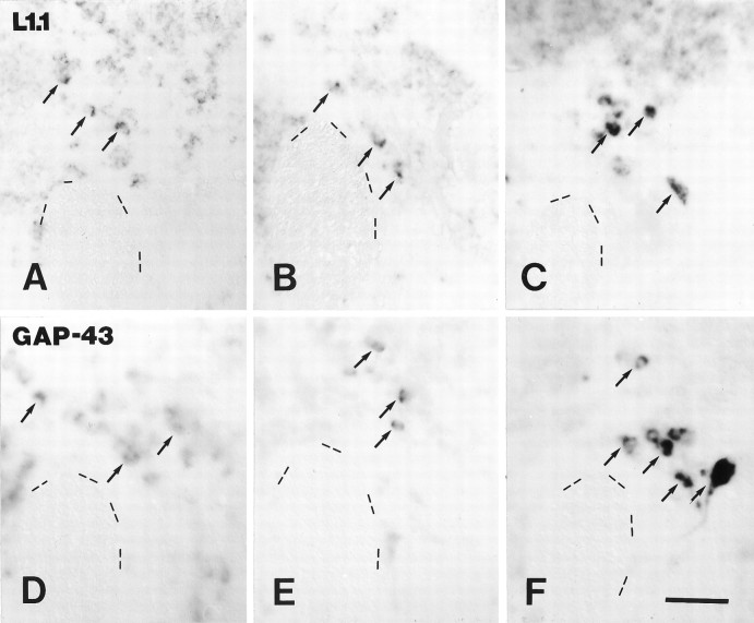 Fig. 8.