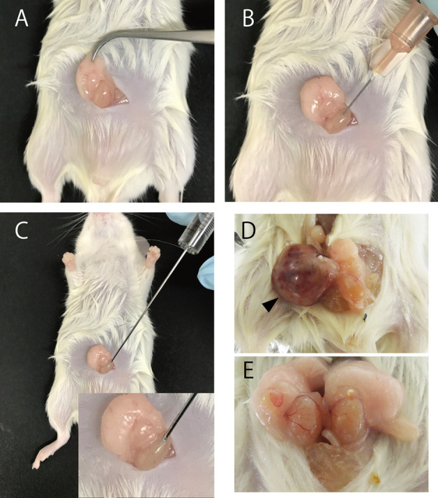 Figure 2.