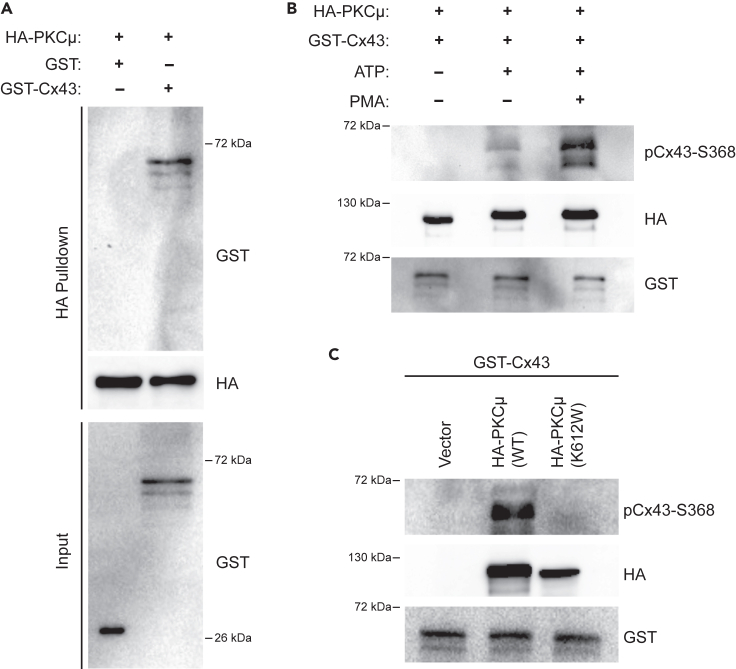 Figure 4