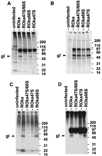 FIG. 1.