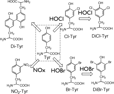 Scheme I