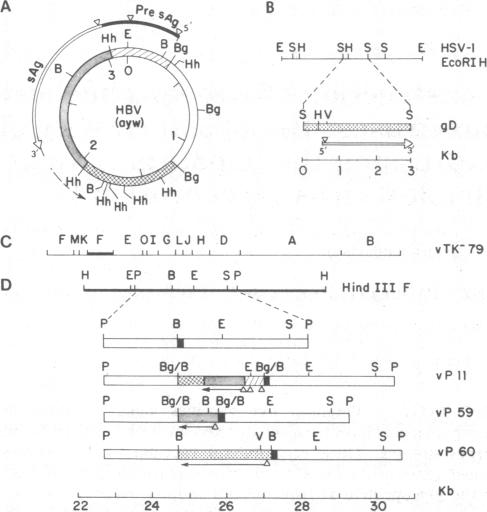 graphic file with name pnas00602-0208-a.jpg