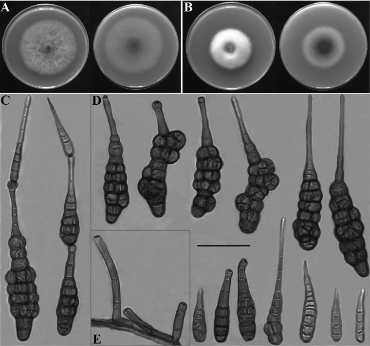 Fig. 2