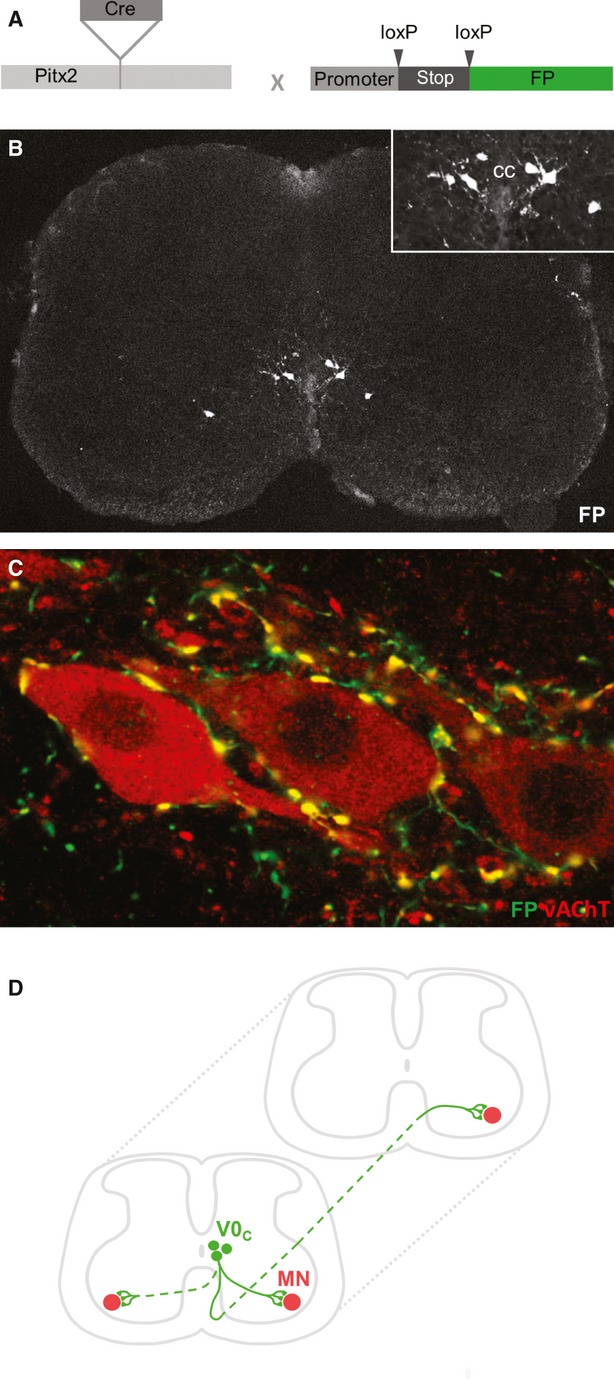 Fig. 2