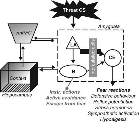 Box 2. Neurobiology of Pavlovian FC and Extinction.