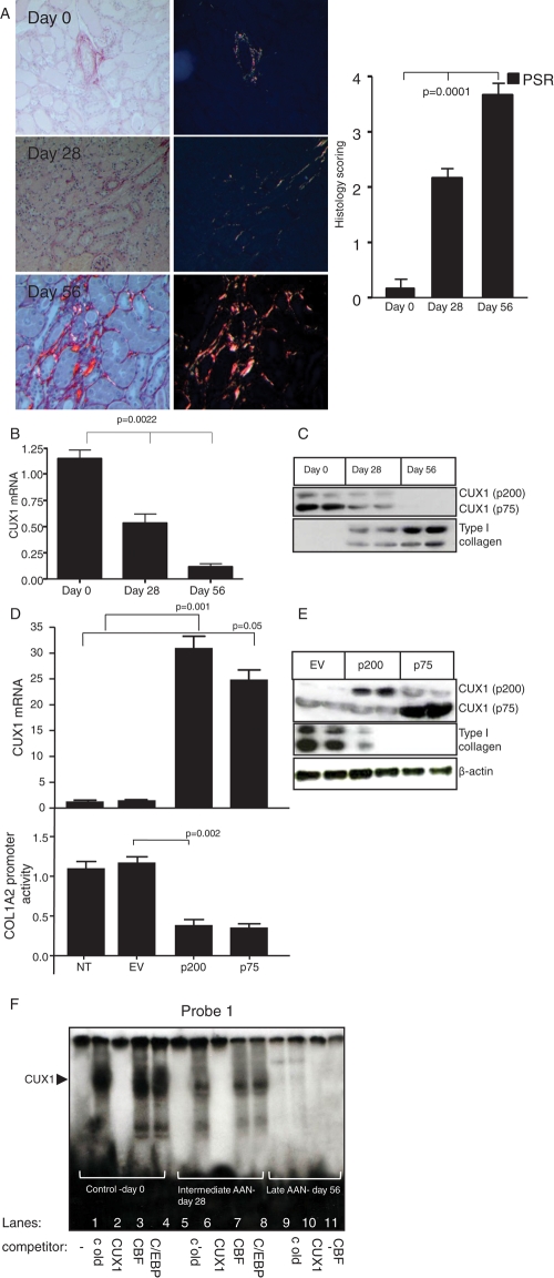FIGURE 5: