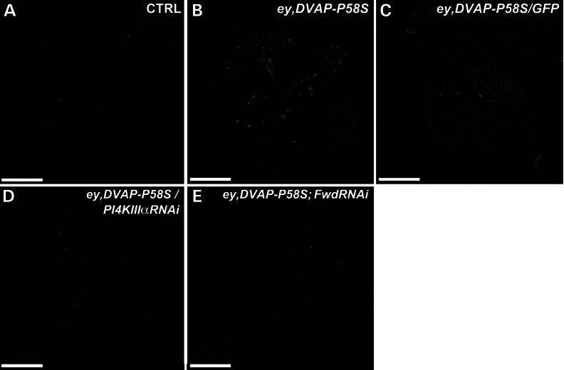 Figure 6.