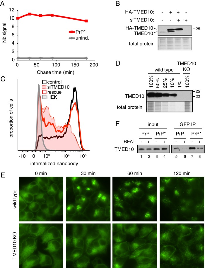 Figure 3—figure supplement 1.