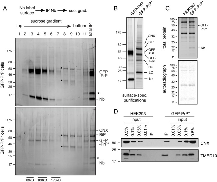 Figure 6—figure supplement 1.