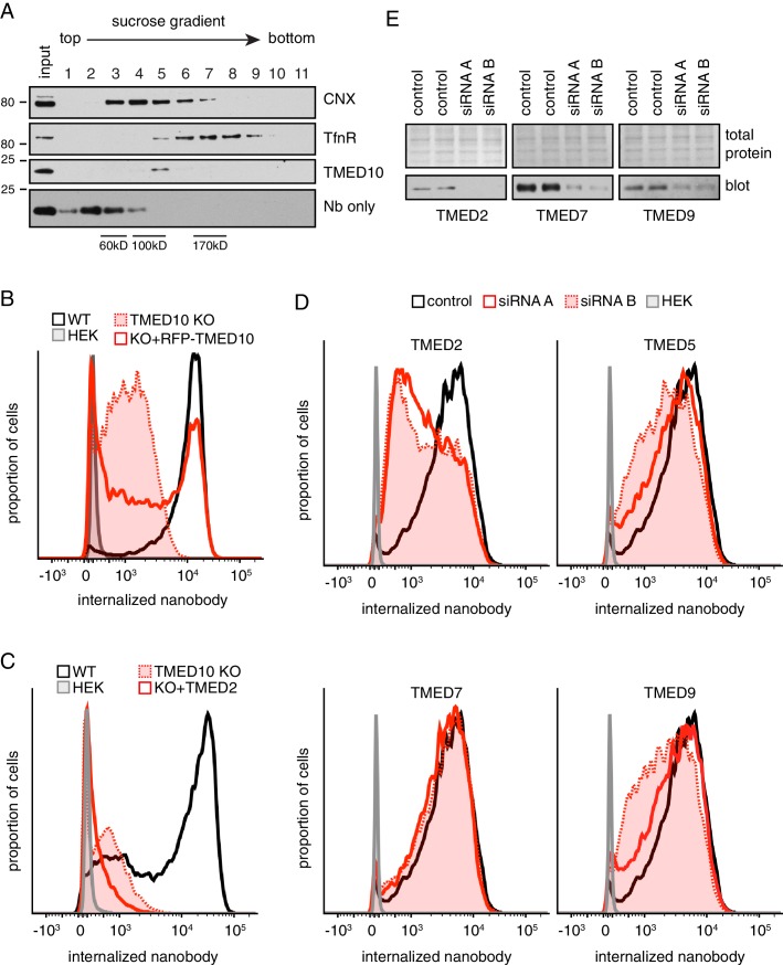 Figure 4—figure supplement 1.