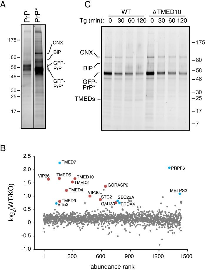 Figure 5—figure supplement 1.