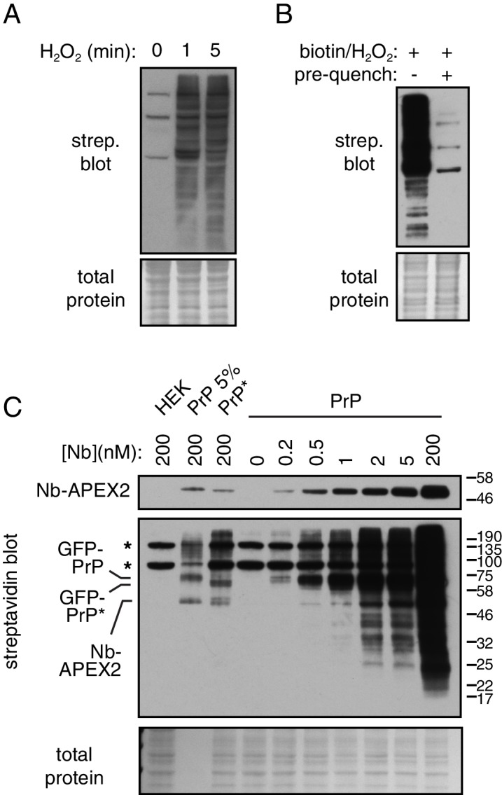 Figure 6—figure supplement 2.