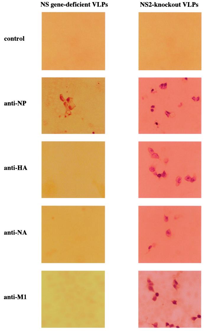 FIG. 2.