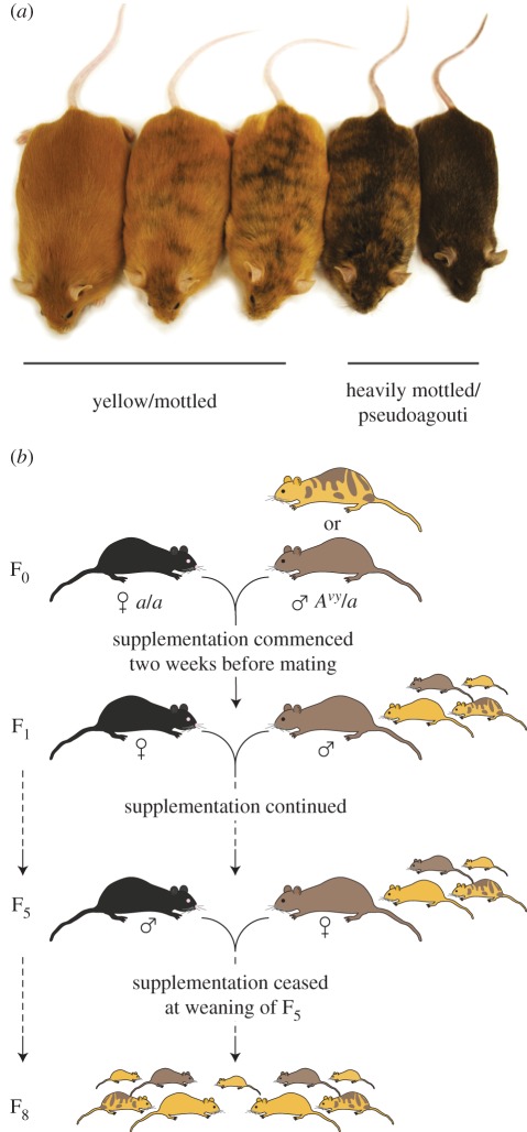 Figure 1.