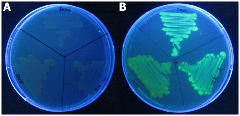 Fig 1