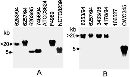 FIG. 2.