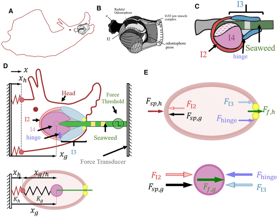 Fig. 3