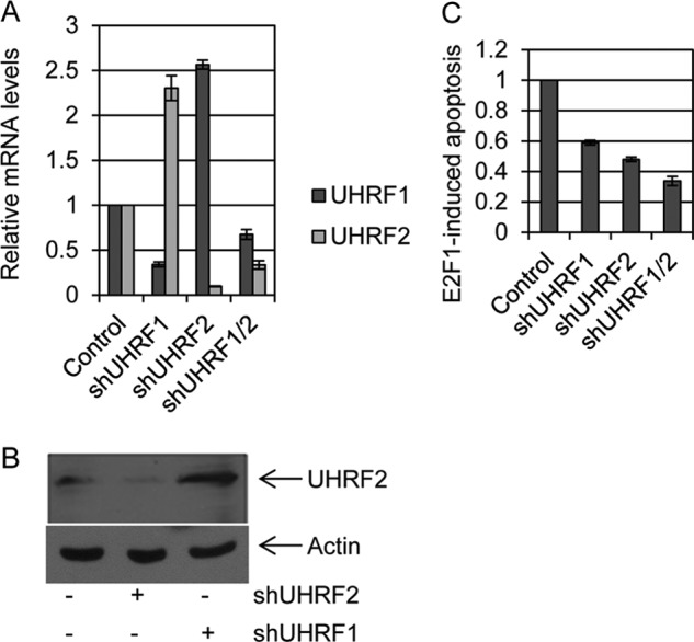 FIGURE 4.