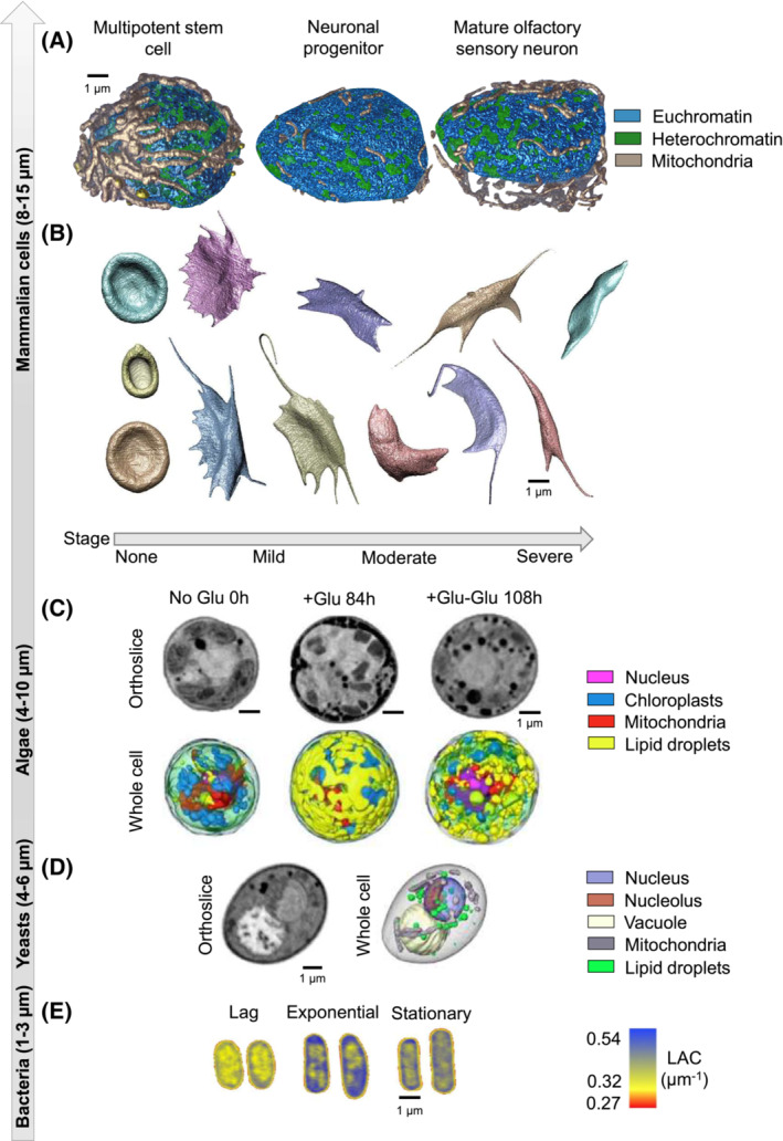 FIGURE 3