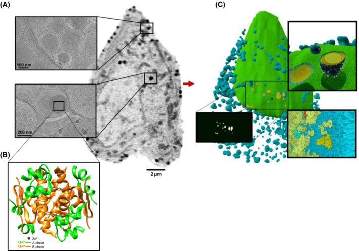 FIGURE 4